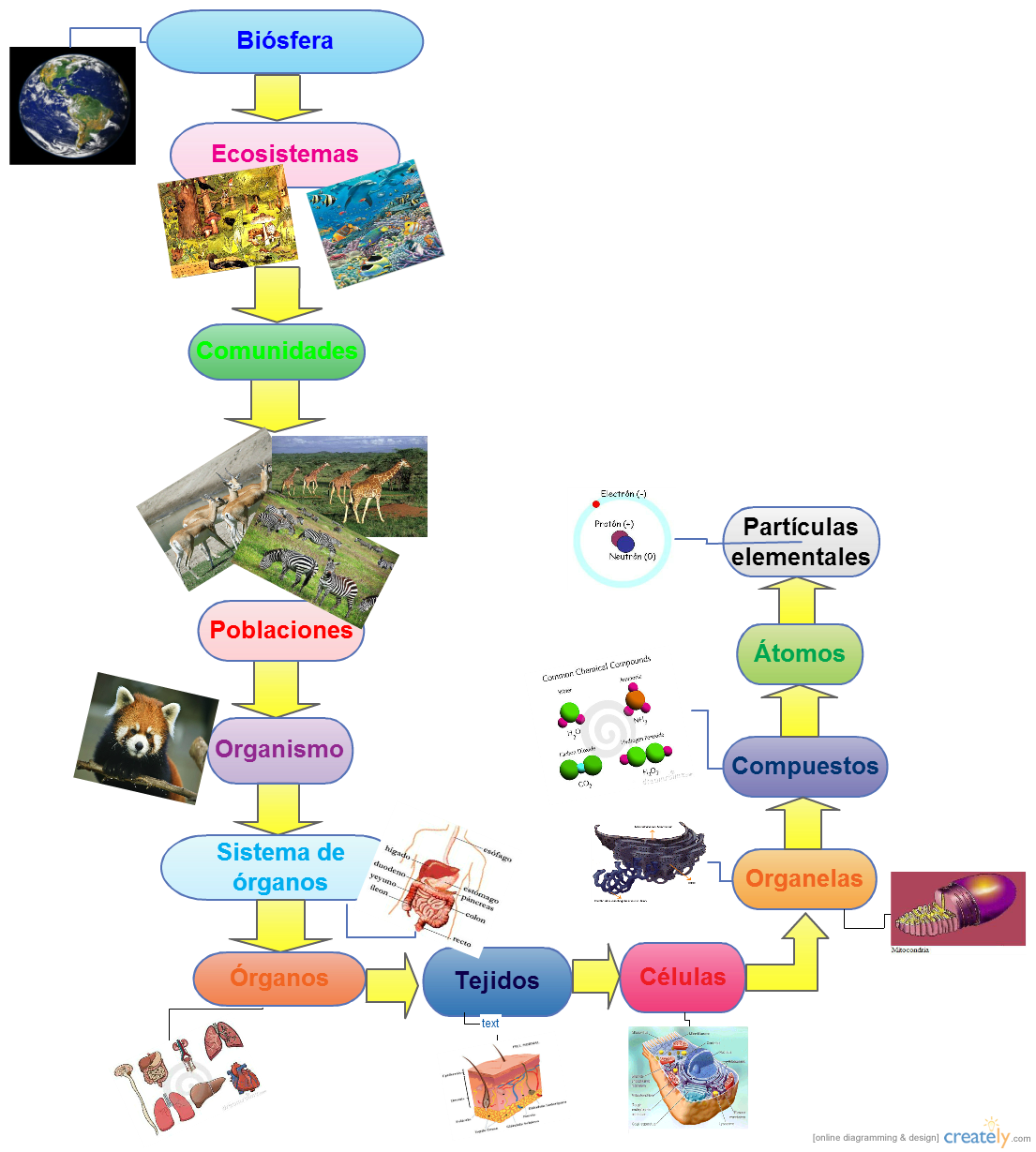 Lista 96+ Foto que son los niveles de organizacion de la materia Lleno